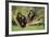 Chimpanzees-DLILLC-Framed Photographic Print