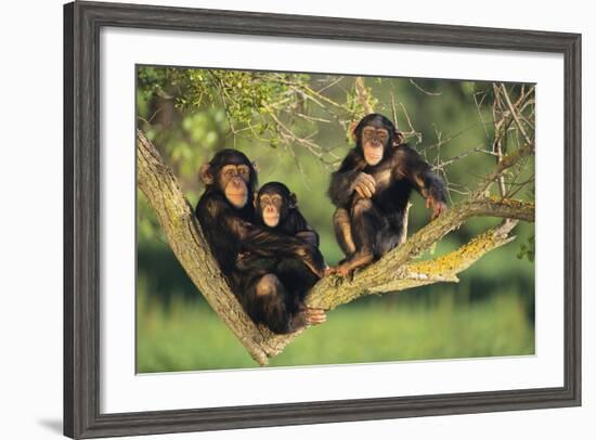 Chimpanzees-DLILLC-Framed Photographic Print