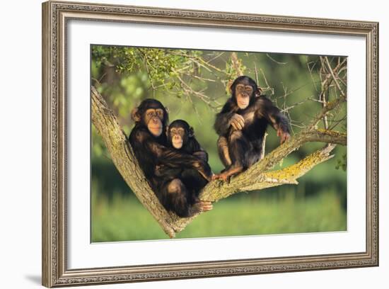 Chimpanzees-DLILLC-Framed Photographic Print