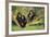 Chimpanzees-DLILLC-Framed Photographic Print