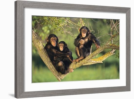 Chimpanzees-DLILLC-Framed Photographic Print