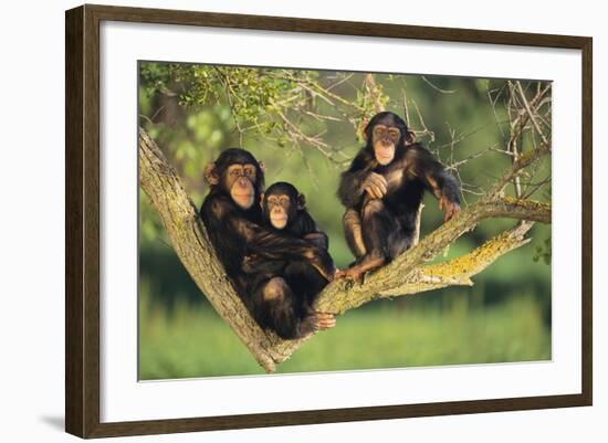 Chimpanzees-DLILLC-Framed Photographic Print