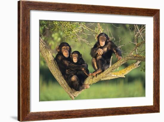 Chimpanzees-DLILLC-Framed Photographic Print