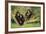 Chimpanzees-DLILLC-Framed Photographic Print