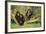 Chimpanzees-DLILLC-Framed Photographic Print