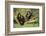 Chimpanzees-DLILLC-Framed Photographic Print