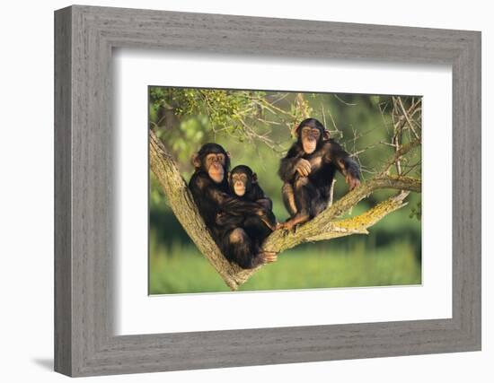 Chimpanzees-DLILLC-Framed Photographic Print