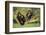 Chimpanzees-DLILLC-Framed Photographic Print