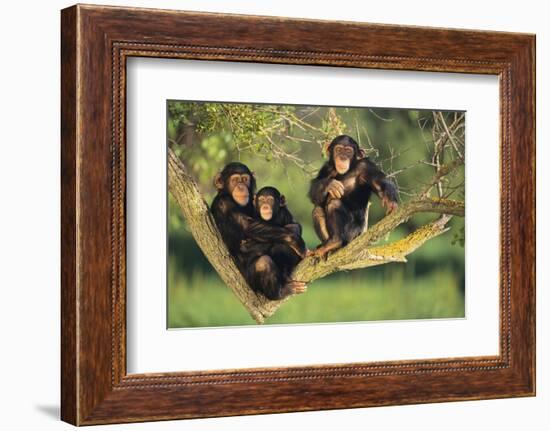 Chimpanzees-DLILLC-Framed Photographic Print