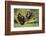 Chimpanzees-DLILLC-Framed Photographic Print