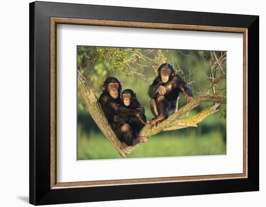 Chimpanzees-DLILLC-Framed Photographic Print