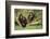 Chimpanzees-DLILLC-Framed Photographic Print