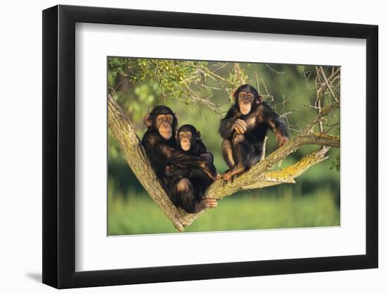 Chimpanzees-DLILLC-Framed Photographic Print