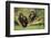 Chimpanzees-DLILLC-Framed Photographic Print