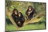 Chimpanzees-DLILLC-Mounted Photographic Print