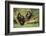 Chimpanzees-DLILLC-Framed Photographic Print