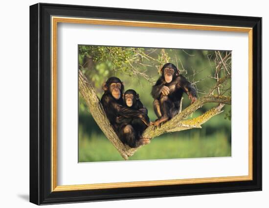 Chimpanzees-DLILLC-Framed Photographic Print