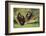 Chimpanzees-DLILLC-Framed Photographic Print