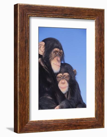 Chimpanzees-DLILLC-Framed Photographic Print