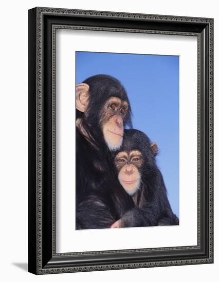 Chimpanzees-DLILLC-Framed Photographic Print