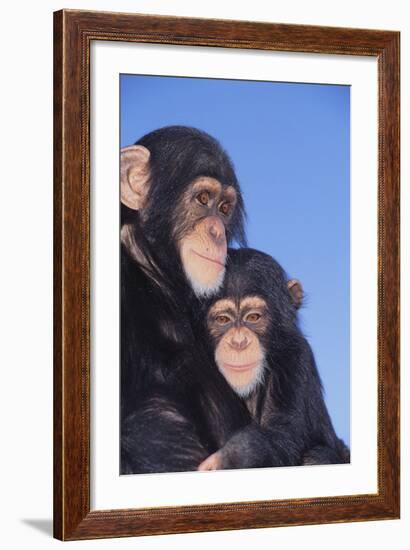 Chimpanzees-DLILLC-Framed Photographic Print