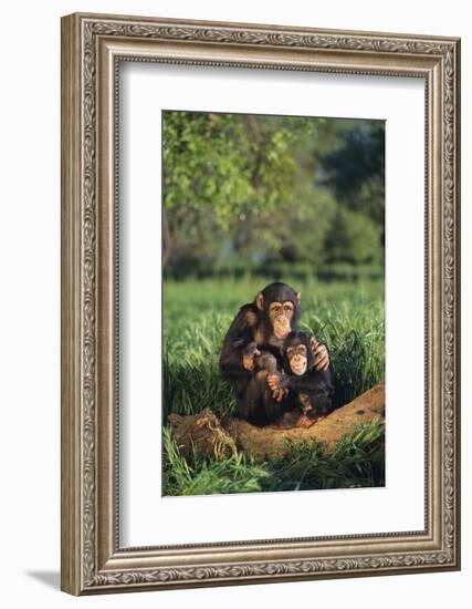 Chimpanzees-DLILLC-Framed Photographic Print