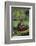 Chimpanzees-DLILLC-Framed Photographic Print