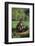 Chimpanzees-DLILLC-Framed Photographic Print