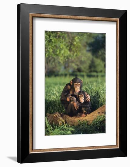 Chimpanzees-DLILLC-Framed Photographic Print