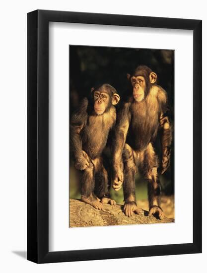 Chimpanzees-DLILLC-Framed Photographic Print