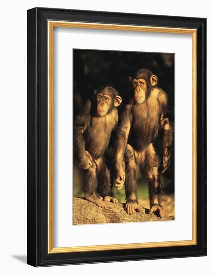 Chimpanzees-DLILLC-Framed Photographic Print