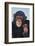 Chimpanzees-DLILLC-Framed Photographic Print