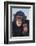 Chimpanzees-DLILLC-Framed Photographic Print