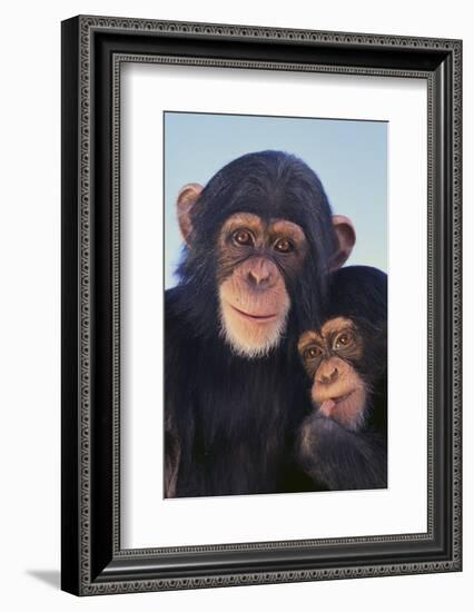 Chimpanzees-DLILLC-Framed Photographic Print