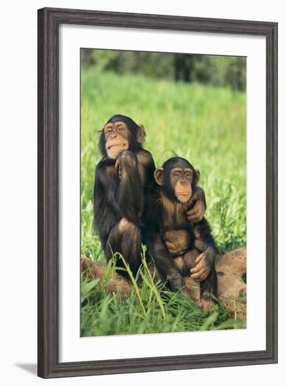 Chimpanzees-DLILLC-Framed Photographic Print