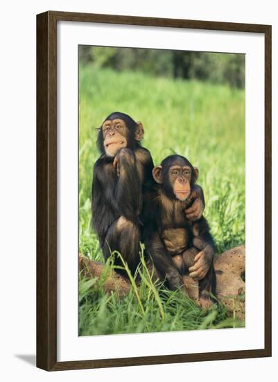 Chimpanzees-DLILLC-Framed Photographic Print