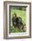 Chimpanzees-DLILLC-Framed Photographic Print