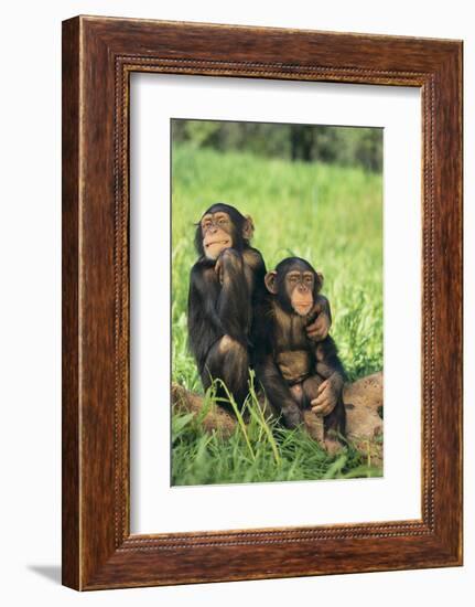 Chimpanzees-DLILLC-Framed Photographic Print