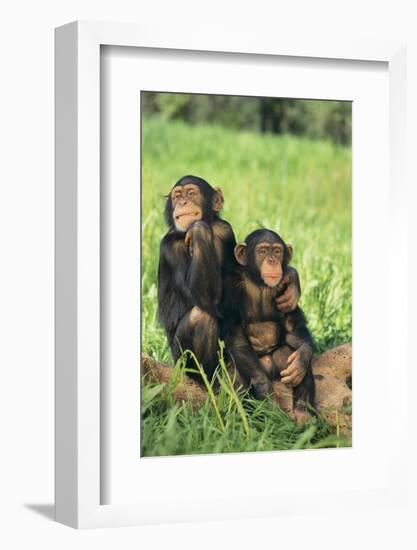 Chimpanzees-DLILLC-Framed Photographic Print