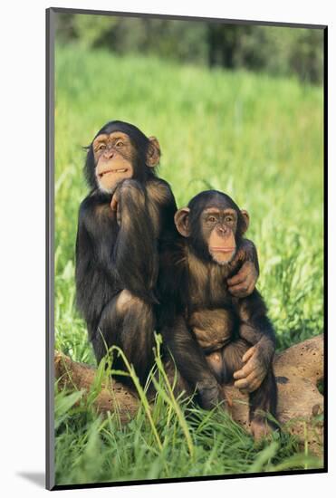 Chimpanzees-DLILLC-Mounted Photographic Print