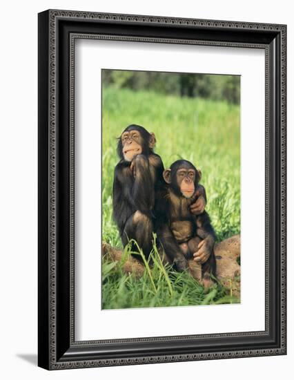 Chimpanzees-DLILLC-Framed Photographic Print