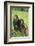 Chimpanzees-DLILLC-Framed Photographic Print