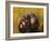 Chimpanzees-Odile Kidd-Framed Giclee Print