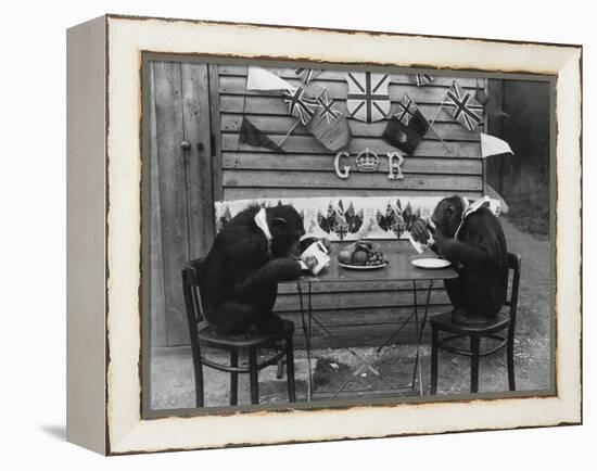 Chimps' Tea Party-null-Framed Premier Image Canvas