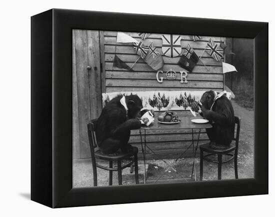 Chimps' Tea Party-null-Framed Premier Image Canvas