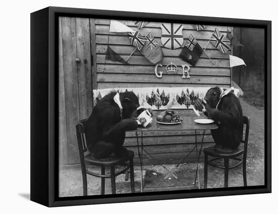 Chimps' Tea Party-null-Framed Premier Image Canvas