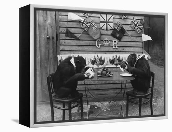 Chimps' Tea Party-null-Framed Premier Image Canvas