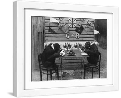 Chimpanzee Black and White Photography Wall Art: Prints, Paintings