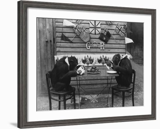 Chimps' Tea Party-null-Framed Photographic Print