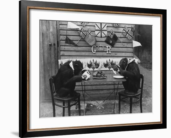 Chimps' Tea Party-null-Framed Photographic Print